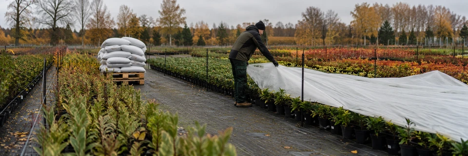 Frostschutzvlies wird in einer Baumschule über Containerpflanzen ausgelegt – Verpackungs- und Schutzmaterial für den Gartenbau